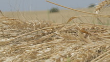 Golden wheat field right after harvest during spring time