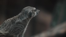 Cute little meerkat in Kalahari sits leaning forward, on high alert