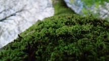 Green moss on a tree trunk 