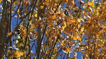 Leaves changing color on a tree in Autumn