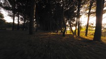 Pine wood at sunset light