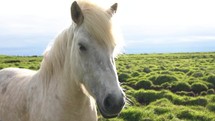 icelandic horses close up view