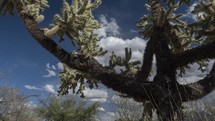 Tracking time lapse of clouds and a large Cholla cactus in the desert