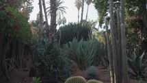 Desert Plants Cacti, Date Palms, Mexican agave with Blue Sky in The Jardin Garden