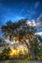 Sunset over the Cooper river from Medkin Abbey in South Carolina, near Charleston. Live Oak with Spanish Moss in foreground