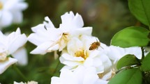 A bee on white roses 