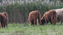 Herd Of Highland Cattle Feeding On The Green Grass The Countryside Field. - wide shot