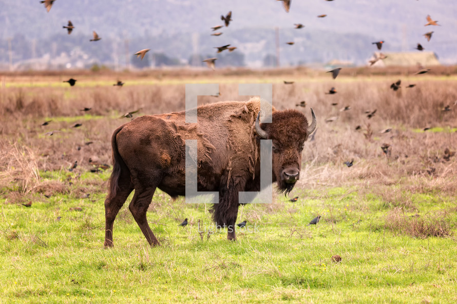 flock of birds around a bison