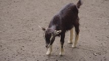Pygmy goats small breed of domestic goat