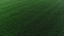 aerial view over crops in a field 
