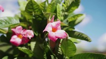 Pink Dipladenia flower in a garden bed with green leaves on a beautiful sunny day.