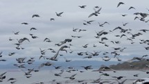 pigeons along a shore 
