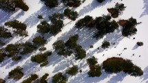 Drone flying over trees and snow covered ground with shadows.