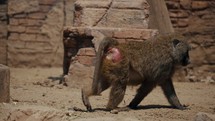 Adult Baboon Walking And Sitting Down In A Wildlife Reserve - slow motion