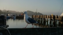 seagull at morro bay harbor at sunrise