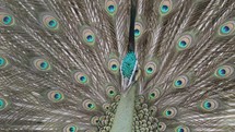 Endangered Male Green Peafowl Peacock Pavo muticus in Display - The Tropical Forests of Southeast Asia