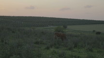Cows grazing in green meadow during sunset hour