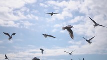 Beautiful Seagulls flying in the sky. Seagulls birds flying on beach sea.