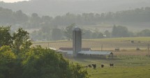 Cows grazing on Beautiful Rural Farmland