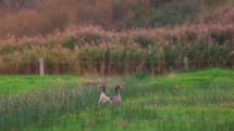 A Pair Of Pilgrim Goose Standing On The Green Field Looking In Different Directions. - wide shot