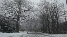 Winter Snow in a Forest Park, tunnel of Dead Trees