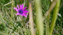 Purple field flower 