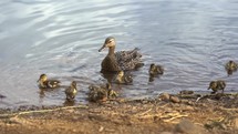 A mother duck with ducklings at a lake shore
