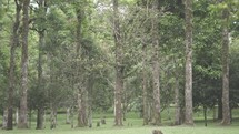 Peaceful Green Botanic Garden Open Space Landscape Park Trees Remnant Tropical Forest in Bali Indonesia