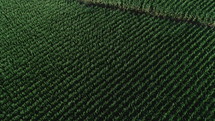 aerial view over corn fields 