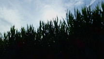 corn fields 