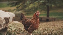 Slow-motion clip of a brown chicken standing next to some rocks at a chicken farm.