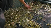harvesting of olives for the production of extra virgin olive oil