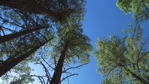 Upward view of tall pine trees bending in the wind