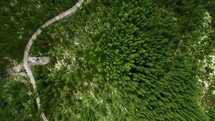 aerial view above a forest 