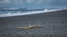 dried seaweed on a black sand beach 