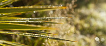 Sharp green leaves (palm fronds) covered with dew