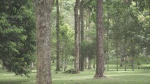 Peaceful Green Botanic Garden Open Space Landscape Park Trees Remnant Tropical Forest in Bali Indonesia
