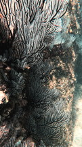 This vertical video showcases vibrant underwater corals growing on a stone in the Sea of Cortez. The clear waters allow a detailed view of the rich marine life, with colorful corals swaying gently in the current. The scene highlights the diverse underwater ecosystem, capturing the natural beauty of the sea floor