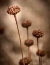dried wildflowers 