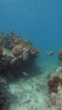 Fish Swimming in the Coral Reef of Sea of Cortez