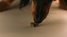 dog eating a treat 