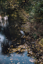 Heron on a pond in Copenhagen 