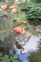 flamingos at a zoo 