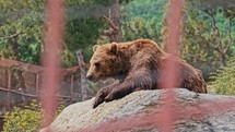 Brown bear in the zoo. Big brown bear a mammal of the bear family, is one of the largest land predators.