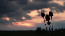 Wild flower or thistle moving in the breeze at sunset.