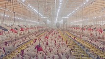 Large chicken farm with thousands of hens and roosters