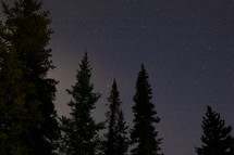 tall trees under the night sky 