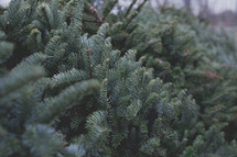 Frasier fir trees at a Christmas tree lot 