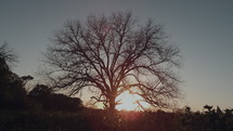 a bare tree at sunset 