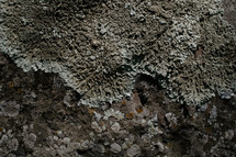 Mossy rock texture